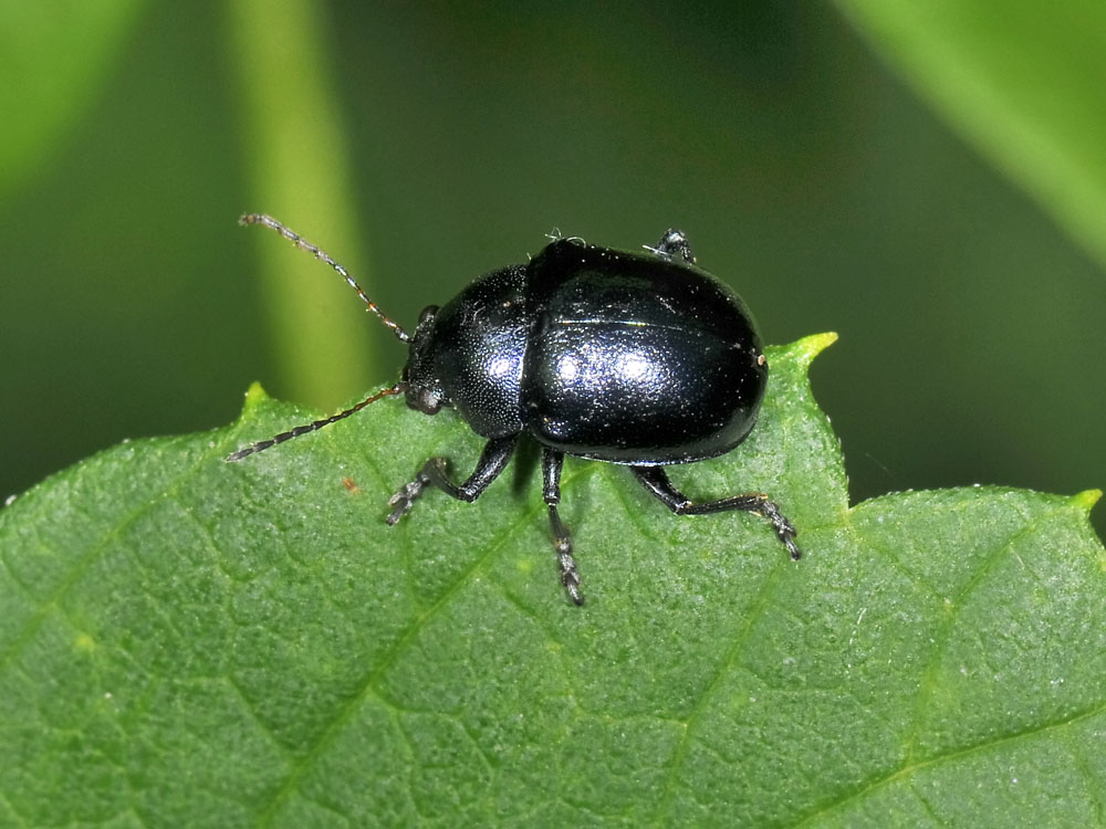 Colasposoma dauricum,  Crisomelide esotico